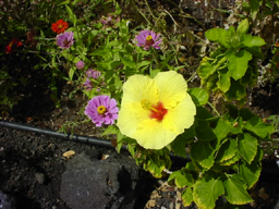 ハワイの州花・ハイビスカス（黄色）