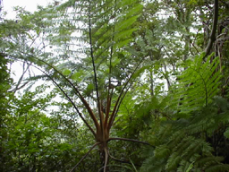 亜熱帯植物