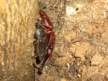 トクノシマノコ♂赤　♀黒