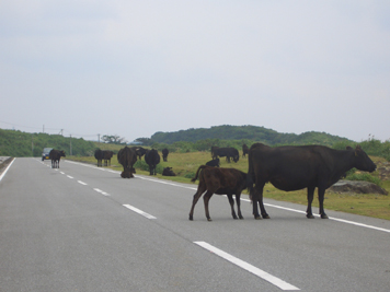 牛渋滞
