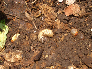 ハナムグリ系？幼虫とクワガタ幼虫(左)