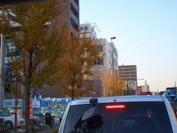 紅葉する街路樹＠１２月東京