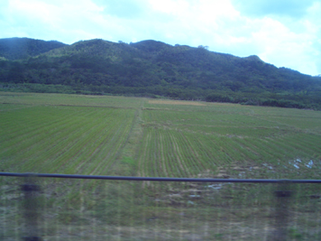 沖縄では珍しい田んぼ