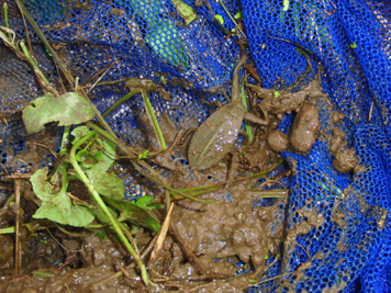 泥の中からタガメ幼虫