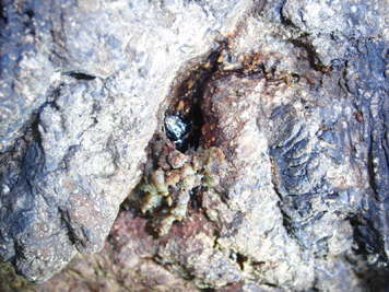 ボクトウガの幼虫