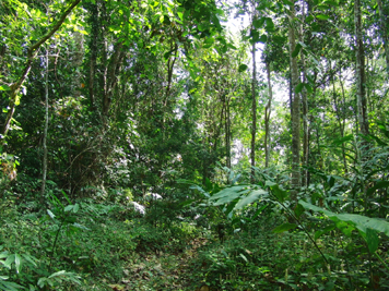 熱帯のジャングルを探索