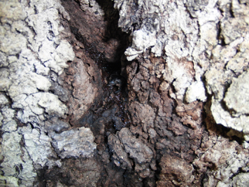 樹液の洞に個体確認