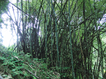 竹林を探索