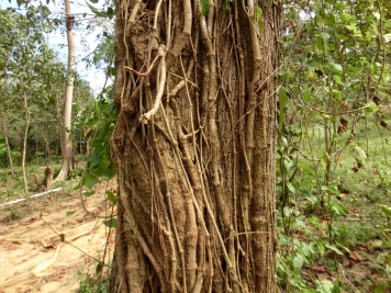 雨季にはヒラタが多い樹