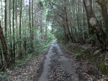 薄暗い林道