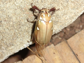 第一甲虫