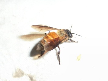 オオミツバチ