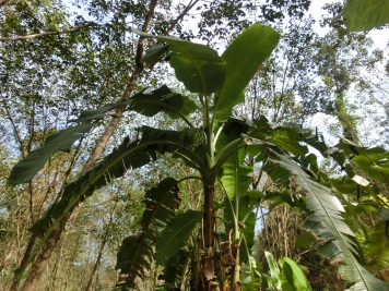 大きなバナナの樹（中央にバナナ）
