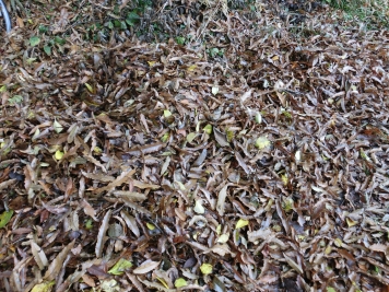 大量のクヌギの落ち葉