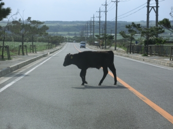 道路に出てきた石垣牛