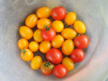 身内の畑で取れたプチトマト