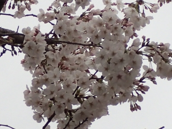 平成最後の桜