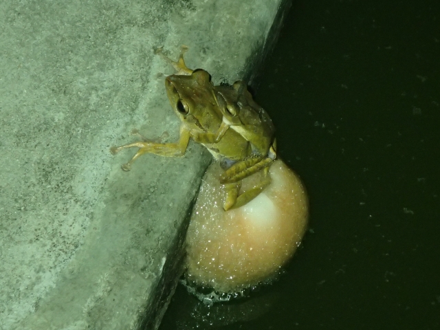 水場で産卵するカエル