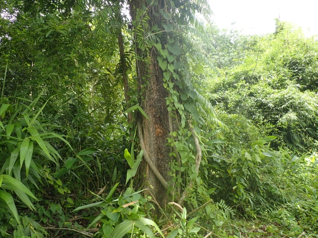 タクヤックゥの樹