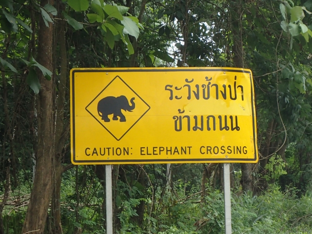 ゾウ横断注意！