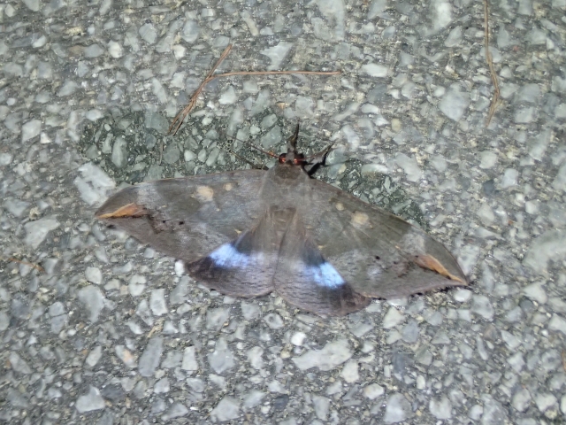 西表島では初めて見る蛾